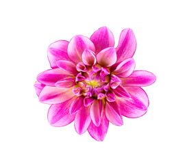 Fototapeta premium Dahlia flower. Pink Dahlia flower isolated on white background, with clipping path. Top view.