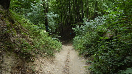 path in the forest
