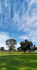Beautiful afternoon view of a park with green grass, tall trees, deep blue sky with light clouds, Fagan park, Galston, Sydney, New South Wales, Australia
