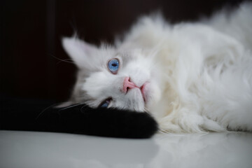 Sleepy white Ragdoll cat open eyes and look up