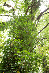 Fototapeta na wymiar Ivy overgrowing beech trees in wild forest
