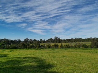 Beautiful afternoon view of a park with green grass, tall trees, deep blue sky with light clouds, Fagan park, Galston, Sydney, New South Wales, Australia