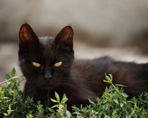 black cat on grass