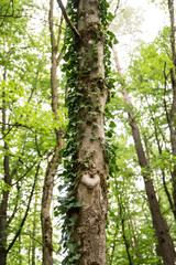 Ivy overgrowing beech trees in wild forest