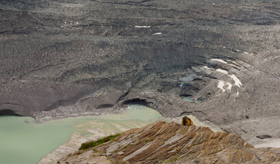 Murmeltier, Pasterze, Gletscher, Österreich, Großglockner