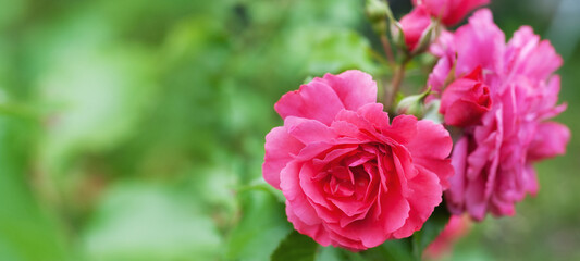 Beautiful pink rose flowers on blurred light background. Spring floral background with copy space for text