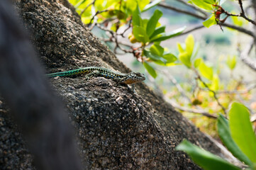 The lizard Lacerta viridis sits on a stone under the sun on a green background. Detailed image of a colorful lizard.