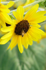 ひまわり,ヒマワリ,向日葵,sunflower