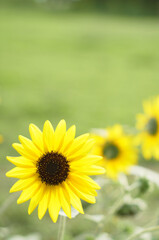 Fototapeta premium ひまわり,ヒマワリ,向日葵,sunflower