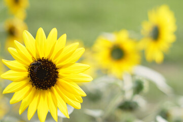 ひまわり,ヒマワリ,向日葵,sunflower