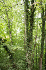 Ivy overgrowing beech trees in wild forest
