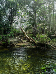 A small river in an impassable forest in the south of Thailand.