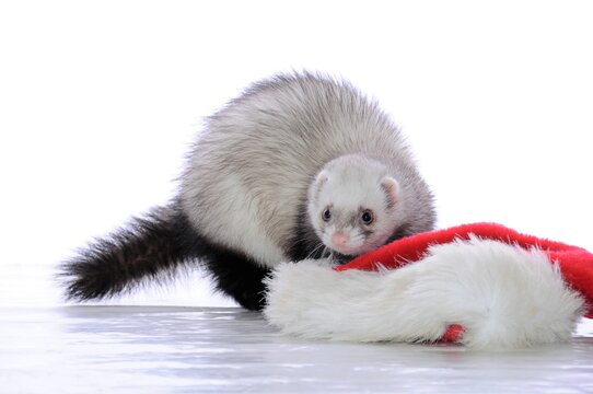 furet avec chapeau du p&egrave;re No&euml;l
