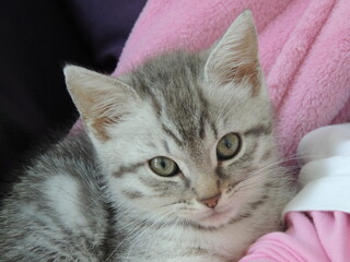 Chaton