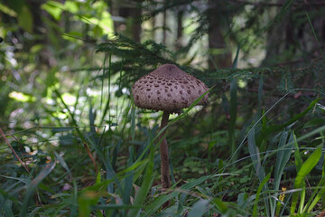 gray fly agaric on a thin leg in the forest grass