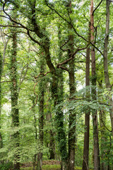 Ivy overgrowing beech trees in wild forest