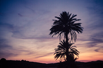 Obraz na płótnie Canvas Palm trees against sky after sunset