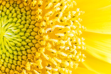 Closeup of beautiful young sunflower. new life concept.