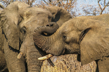 Two african elephants (cuddling, close-up, heads) at Kruger National Park, South Africa