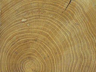 Old wooden tree cut surface. Detailed warm dark brown and orange tones of a felled tree trunk or stump