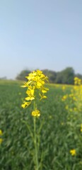 Fototapeta premium A beautiful mustard plant flower