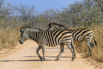 Fototapeta na wymiar Two zebras crossing a road at Kruger National Park, South Africa