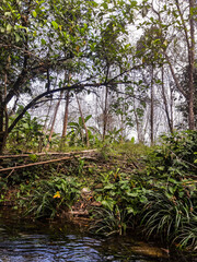 River bank and tropical forest on a summer day in the south of Thailand.