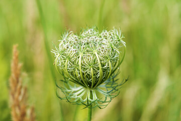 Wiesenblume