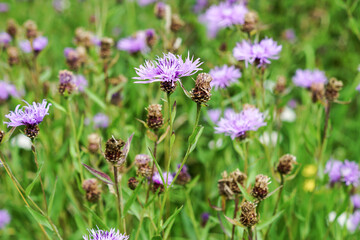 Wiesenblume
