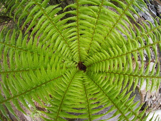 Fresh green Fern plant spring Mountain