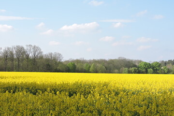 Rzepakowe pola Rzepak (Brassica napus L. var. napus)