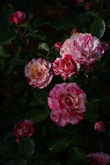 Variegated Red and White Flower of Rose 'toi toi toi!' in Full Bloom
