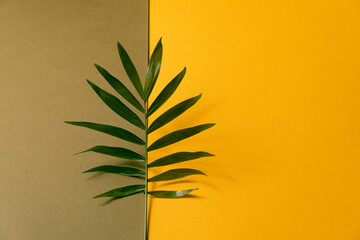 Fototapeta na wymiar Tropical plant leaf on beige and yellow paper background. Flat lay, top view, minimal design template with copyspace.