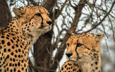 Two cheetahs cats at Kruger National Park, South Africa, sitting and waiting (portrait, close-up)