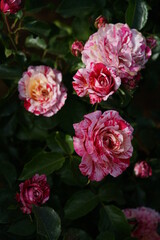 Variegated Red and White Flower of Rose 'toi toi toi!' in Full Bloom
