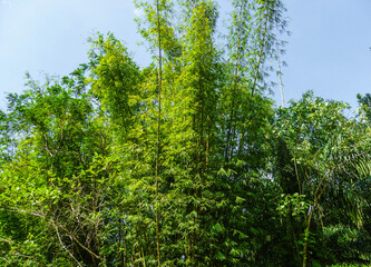 Fototapeta premium Thickets of bamboo of great length abut against the blue sky.