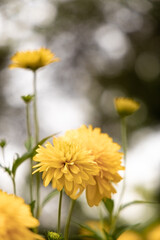 Many yellow flower on blurred bokeh background 