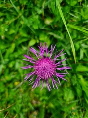 purple thistle flower