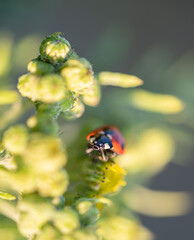 Small red ladybug.  Soft and blurry background. Macro photo..