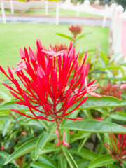 A Closeup shot of Ixora flower and bud in onam.