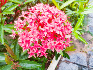 A Closeup shot of Ixora flower with red color for Onam.