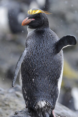 The macaroni penguin (Eudyptes chrysolophus) ,  One of six species of crested penguin