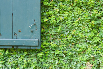 Green creeper plants climbing on wall of a house or building with grey vintage wooden window. Go green concept, eco-friendly house. 