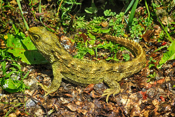 Obraz premium Tuatara - a reptile endemic to New Zealand