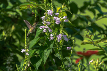 wild flower in the garden