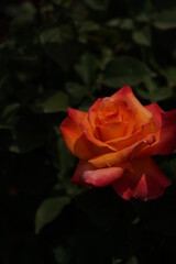Orange Flower of Rose 'Tokonatsu' in Full Bloom

