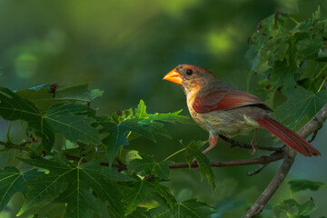 Obraz premium robin on a branch