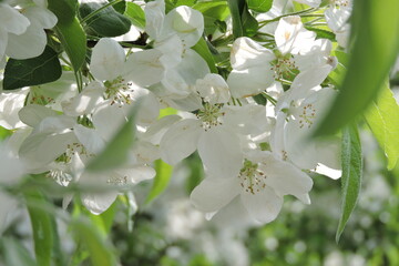 Wiosna na drzewach kwitnącychg - obrazy, fototapety, plakaty