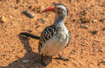 Toko bird sitting on the ground at Kruger National Park, South Africa