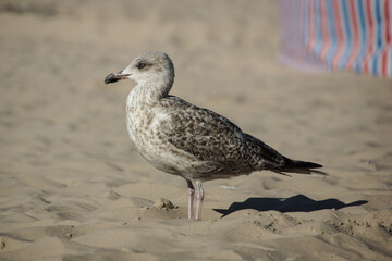 Möwe